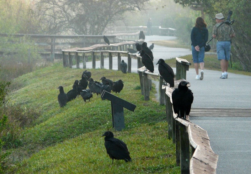 Trilhas Anhinga e Gumbo Limbo em Everglades em Miami 