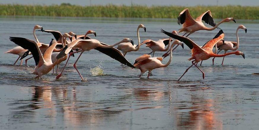 Flamingo em Everglades em Miami 