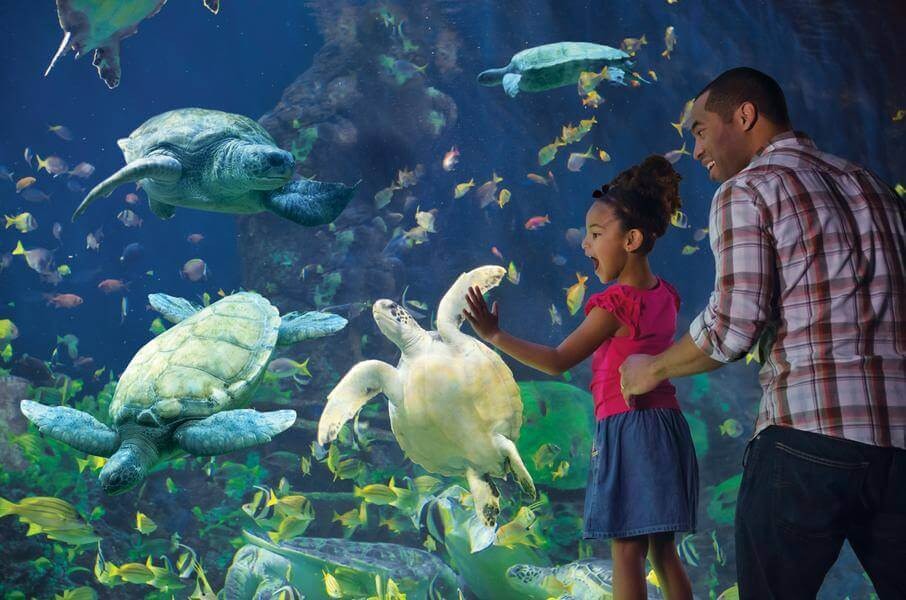 10 passeios pelos bastidores em Orlando: SeaWorld Adventure Camp em Orlando