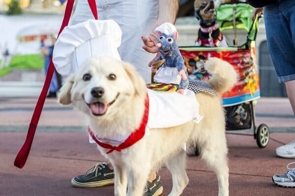 Como levar seu cachorro para a Disney