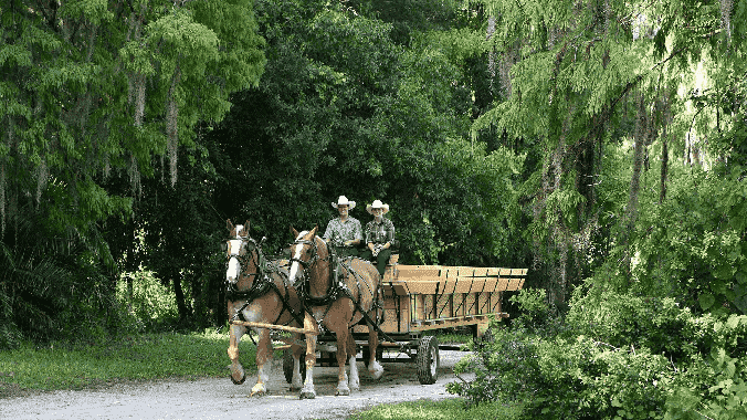 Passeio de carroça no Escape to Walt's Wilderness na Disney