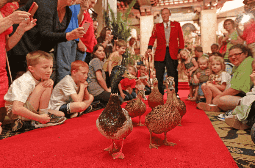 The Peabody Ducks em Orlando