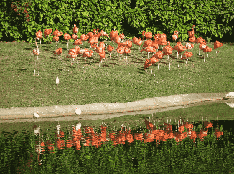 Jungle Island em Miami