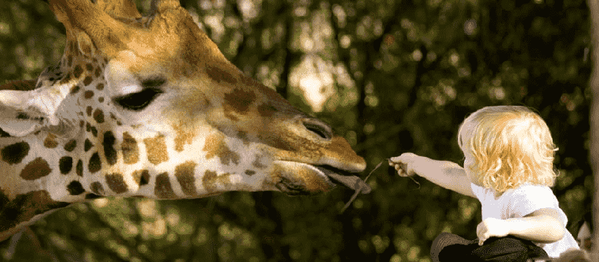 Naples Zoo na Flórida