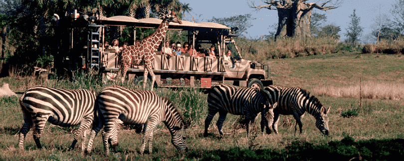 Safári no parque Animal Kingdom da Disney Orlando