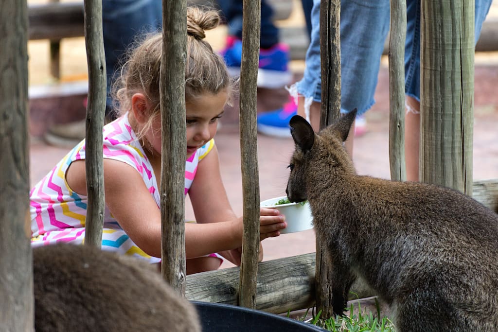 Interação com animais