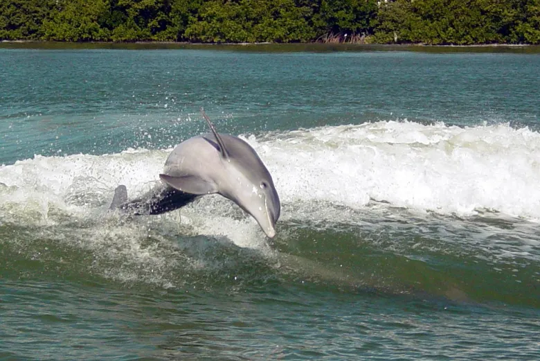 Passeio de barco para observar golfinhos