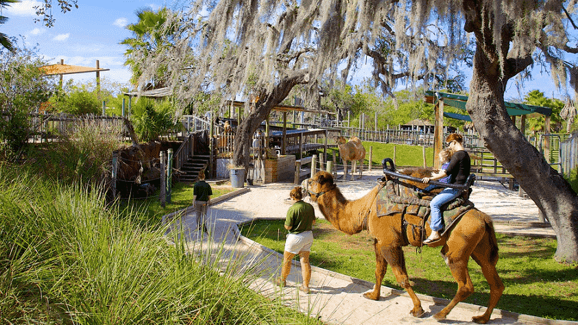 Zoológico Lowry Park em Tampa