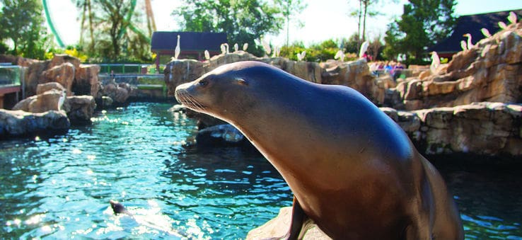 Leão marinho no SeaWorld