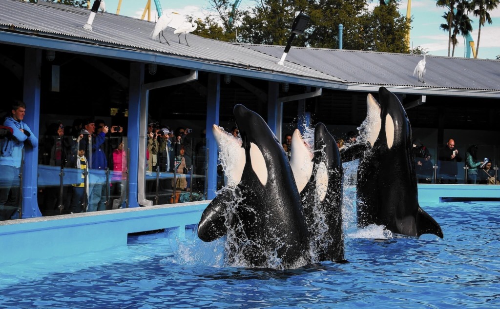 Almoço com baleias orcas no SeaWorld