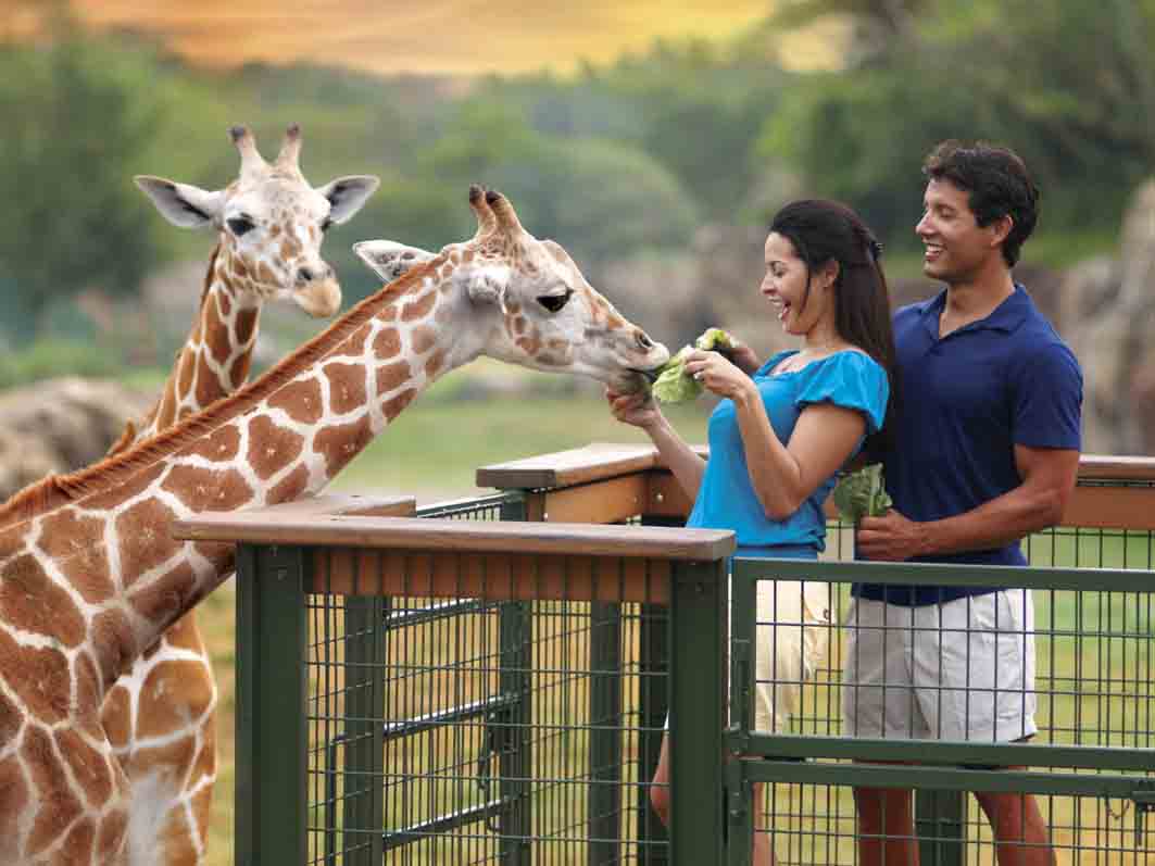 Safári no parque Busch Gardens Tampa