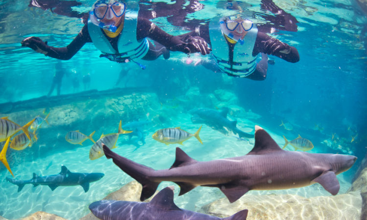 Nado no parque Discovery Cove em Orlando