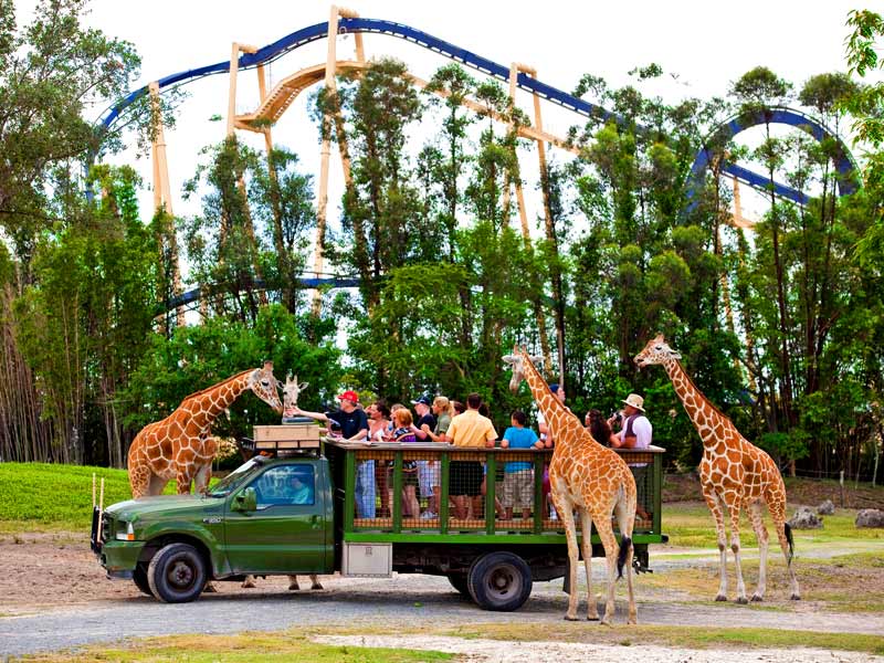 Safári no parque Busch Gardens Tampa Bay