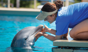 Golfinho com treinadora nos bastidores do SeaWorld Orlando