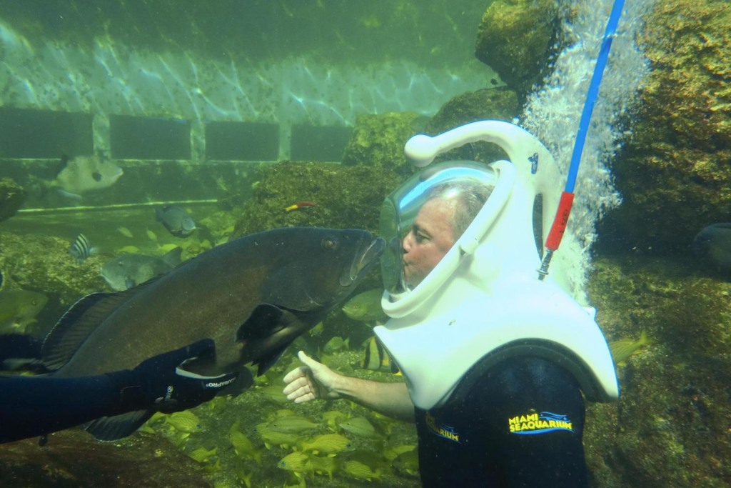 Mergulho Sea Trek no Seaquarium Miami