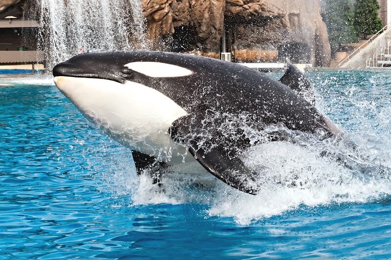 Baleia no Orca Encounter no SeaWorld em Orlando