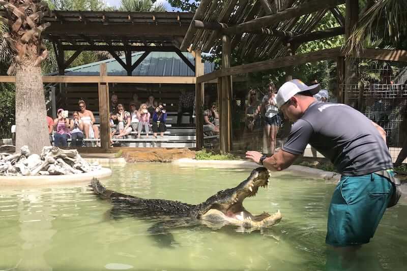 Gator Park no Wild Florida Airboats & Gator