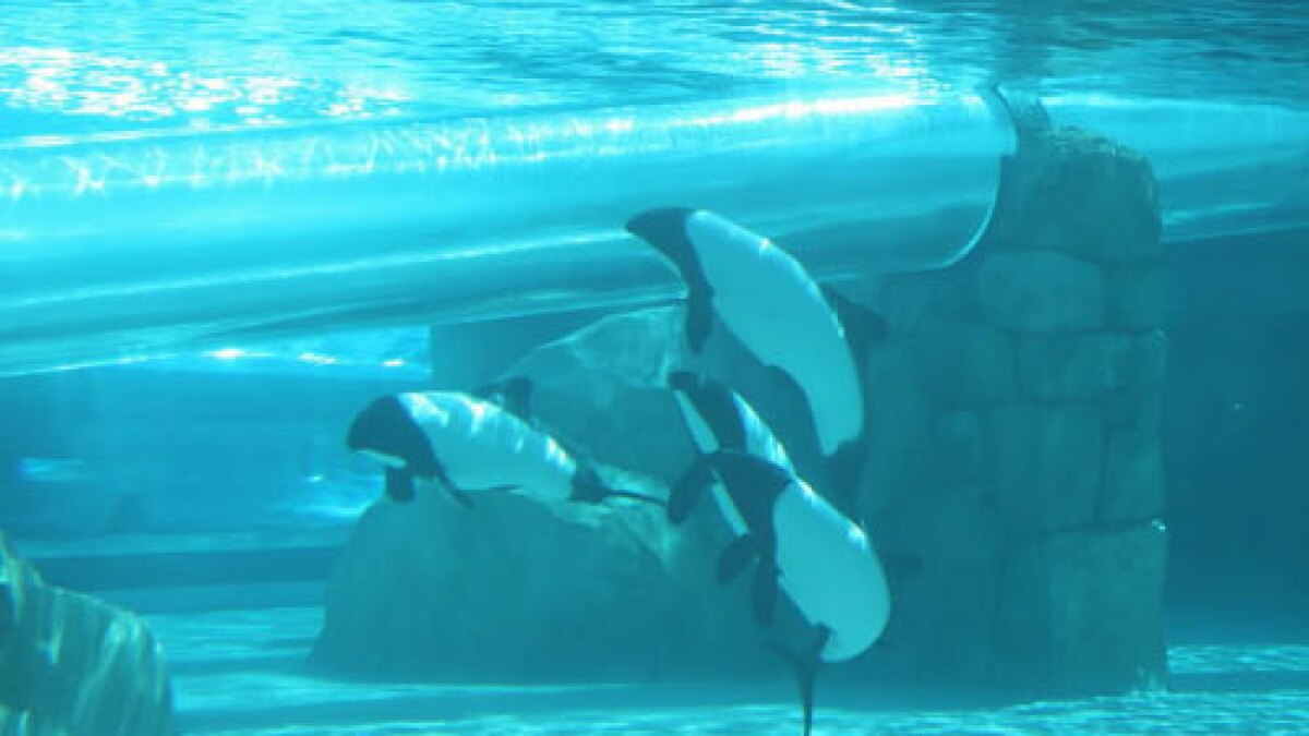 Tobogã embaixo d'água Reef Plunge no parque Aquatica Orlando