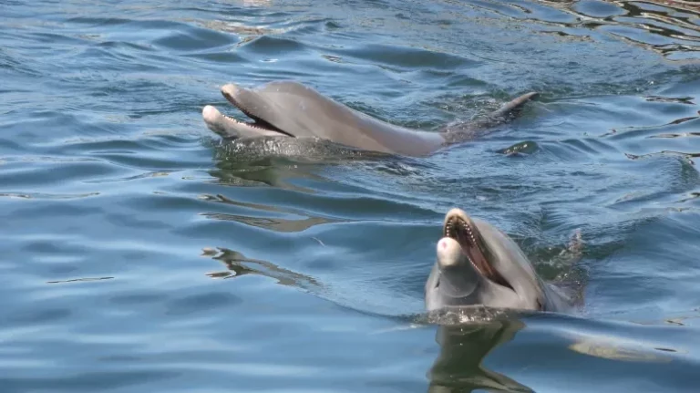 Como ver golfinhos em Key West na Flórida